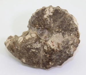 Ammonit, Mammites nodosoides, Kreide, Turon, Asfla Goulmima, Marokko -m180 - Picture 1 of 6