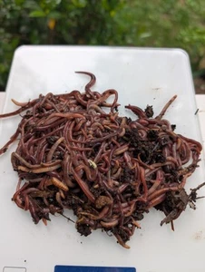 Wigglers rossi mix 1/2 libbre e nightcrawler europei--spedizione gratuita - Foto 1 di 5