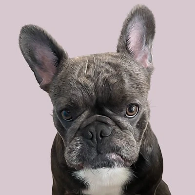 Custom Personalized Digital Pet Portrait / Dog, Cat, Animal Lover Gifts - Image 1 of 4