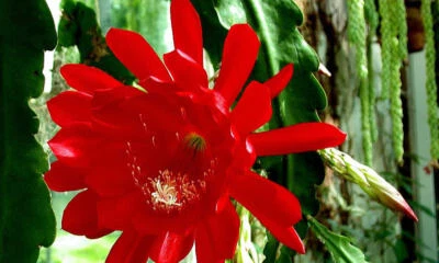 VIVAIO GARDEN FOREST Pianta Epiphyllum a fiore rosso grande In basket 18cm foto reali