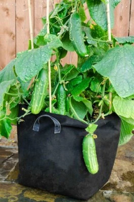 15 Salad Bush Cucumber Seeds - For Containers, Baskets & Small Spaces - Image 1 of 4