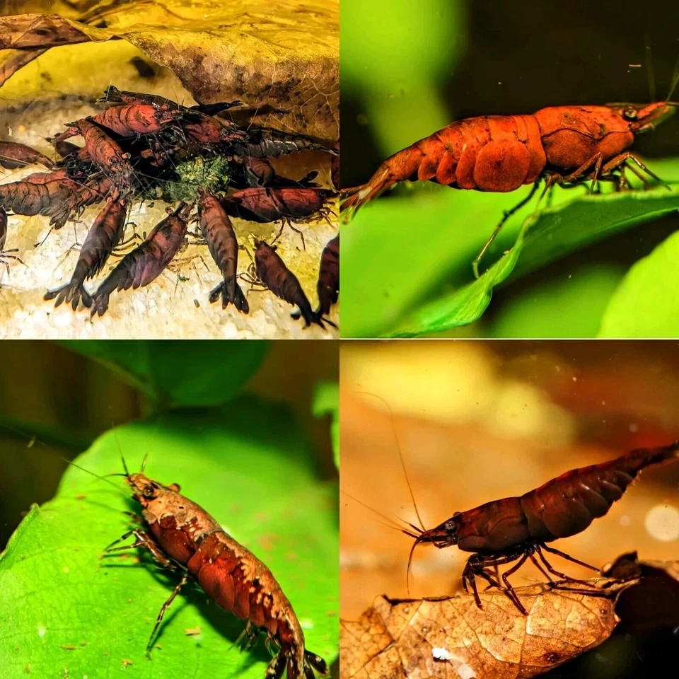 10 + 2 Camarones de Acuario Neocaridina - Garantía 100% en Vivo - Elige tu Color Foto 1 de 1