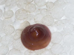 CALYPTRAEA CHINENSIS SPECIAL BROWN, HIGH SPIRE - Picture 1 of 2