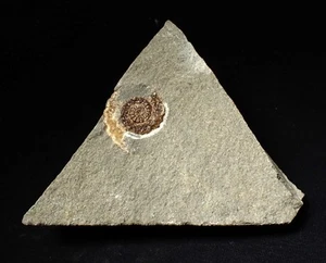 Calcite Cammonite fossil display piece (27mm) jurassic coast fossils UK antiques - Picture 1 of 6