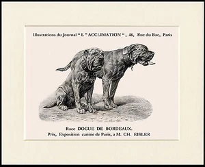 DOGUE DE BORDEAUX ZWEI HUNDE TOLLER HUNDEDRUCK RAHMENFERTIG MONTIERT - Bild 1 von 1