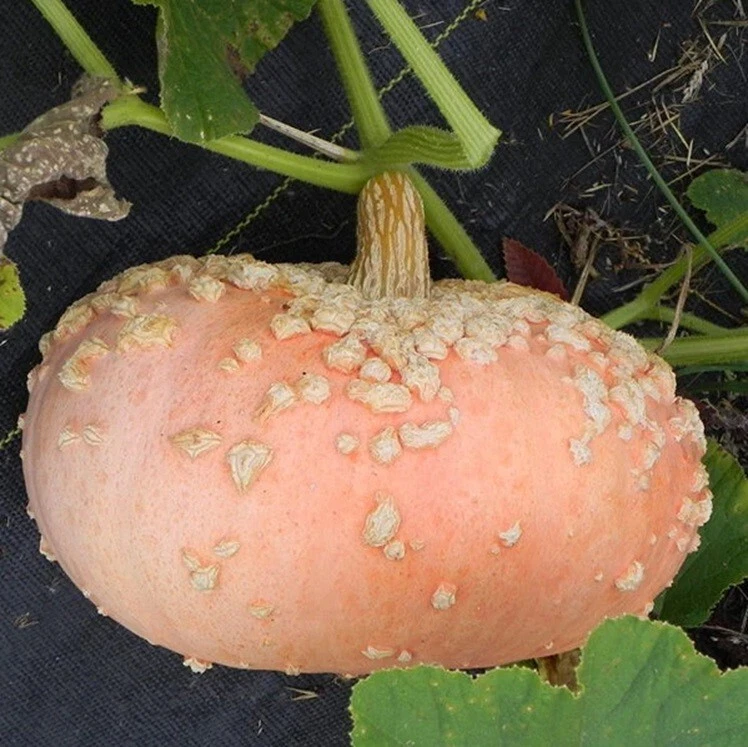 10+ Peanut Pumpkin Seeds (Galeux D' Eysines) | Warty Pink Pumpkins Squash Seed - Image 1 of 1