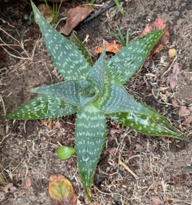 15" Aloe Vera Maculata Saponaria Soap Aloe Succulent - Picture 1 of 2