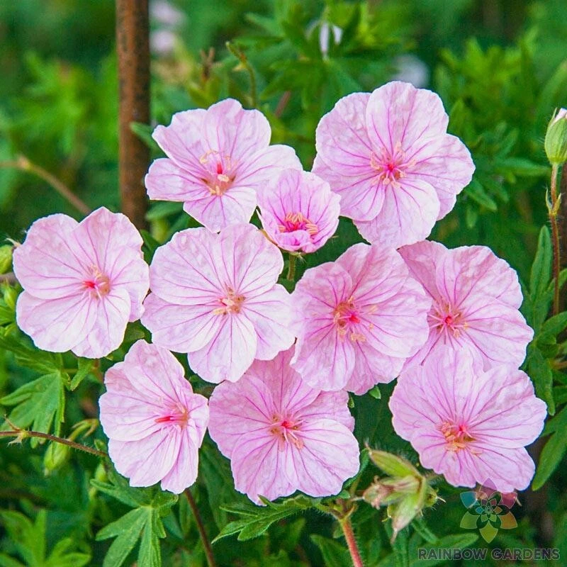 25+ семян полосатой герани для посадки в саду — США — БЕСПЛАТНАЯ ДОСТАВКА! - Изображение 1 из 1