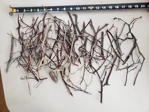 Small box full of mini Manzanita twigs, tiny trees for crafting - Picture 1 of 7