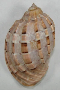 HARPA MAJOR 79,38mm SUPER CHOICE SPECIMEN off Kaohsiung, Taiwan - Bild 1 von 2