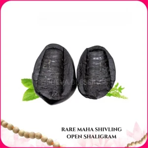Rare Maha Shivling Open Shaligram Shila - EBS75 - Picture 1 of 5