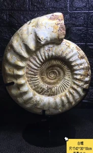 29,5 Pfund natürlicher Ammonit Fossil Quarz Kristall Probe Reiki Heilung + Ständer - Bild 1 von 8