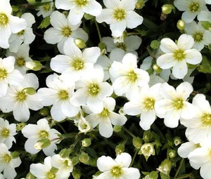 ARENARIA MOUNTAIN SANDWORT Arenaria Montana - 100 Samen in großen Mengen - Bild 1 von 1