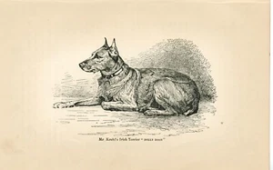 OLD ANTIQUE 1895 RARE NAMED IRISH TERRIER ENGRAVING DOG PRINT by R H MOORE - Picture 1 of 1