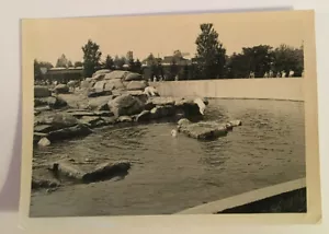 Neat Vintage B&W Photo of Polar Bears In Water at Zoo #4026 - Picture 1 of 1