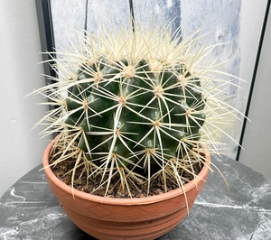 Echinocactus Grusonii, Medium Golden Barrel Cactus with Long Spines in 13cm Pot - Picture 1 of 6