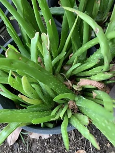 3 X Aloe Vera Succulents Bare Rooted Plant - Picture 1 of 2