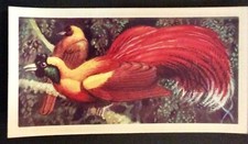 (A06) BROOKE BOND TEA CARD “TROPICAL BIRDS” No 49 Red Bird Of Paradise