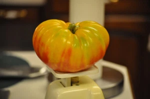 20 graines de Tomate multicolore BIG RAINBOW(Lycopersicum esc.)K40 TOMATO SEEDS - Picture 1 of 2