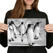 A4 BW - Emperor Penguin March Antarctica Poster 29.7X21cm280gsm #36639