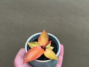 Philodendron Red Sun Babyplant - Bild 1 von 2