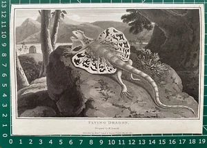 1807 Estampado antiguo; Lagarto, el dragón volador después de William Daniell - Imagen 1 de 2