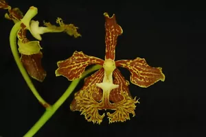 Vanda roeblingiana Orchidee - Bild 1 von 2
