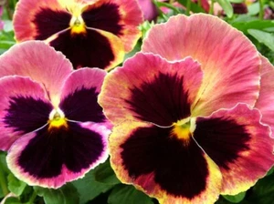 Pansy Seeds Pansy Matrix Sunrise 25 Seeds Extra Large Flowers - Picture 1 of 1