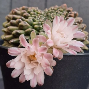 Gymnocalycium mihanowichii f. cristata crested PLANT ebay-Y027 - Foto 1 di 24