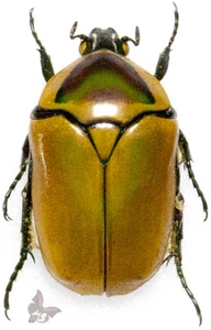 Dischista cincticula, UNMOUNTED beetle - Picture 1 of 1