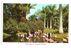 Sarasta Jungle Garden Flamingos In Tropical Florida  Unposted Postcard