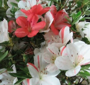 ~~IVERYYANA~~Azalea Rhododendron Deciduous Starter Plant~~WHITE & PEACH STRIPED! - Picture 1 of 7
