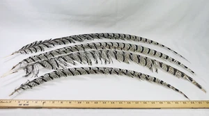 Lady Amherst Center Fasanenfedern 28-32" Halloween Handwerk Fliegenfischen - 4 - Bild 1 von 12