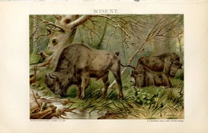 BISONS..Print...1894 - Picture 1 of 1