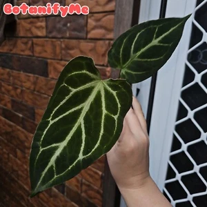 Anthurium NOID - Lost Tag - Aroid Hybrid - Picture 1 of 2