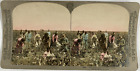 Graves, USA, Way Down South in Cotton Fields, stereo, 1900 Vintage stereo card