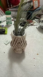 Skull Art Decor/Gothic with Airplant Tillandsia Juncea - Picture 1 of 4