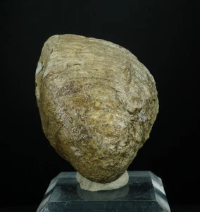 Arctica Pelecypod / Mancos Shale, Emery County, Utah / Fossil Specimen - Picture 1 of 4