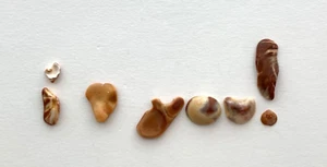 Natural Letter Heart Shaped “I ❤️ YOU!” beach shells art craft sign seashell USA - Picture 1 of 11