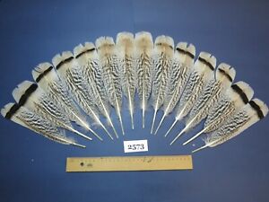Turkey tail feathers,Set of 14 pieces,hair feathers,craft supplies,(2573)