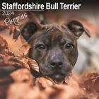 Staffordshire Bull Terrier Puppies 2024 Square Wall Calendar 12 x 12