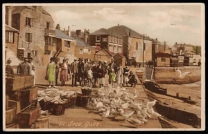 St Ives Gulls Cornwall Frith Postcard - Picture 1 of 2