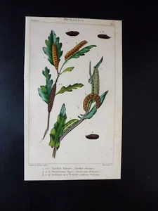 Gravure couleur 19°:botanique: orthosides:xanthie..omalosome tigrée..orthosie - Picture 1 of 1