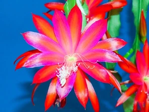 Epicactus Epiphyllum Blattkaktus hybride Mary Pirce - Bild 1 von 5