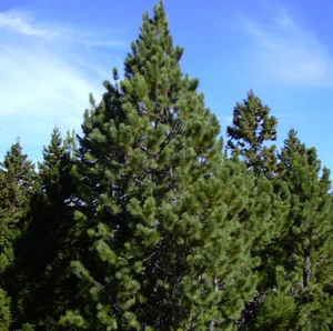 Pinus Radiata (Radiata Pine) Tree Seeds, Top Choice for Christmas Trees - Picture 1 of 7