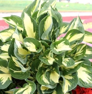 HOSTA COLOURED HULK - 1 x 9cm pot plant - plantain, hardy large leaf tropical - Picture 1 of 4