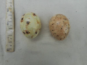 Replica Birds Eggs TERNS 2 EGGS - Picture 1 of 2