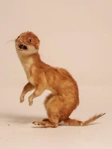 TD319 Stoat Full Mount - Picture 1 of 4