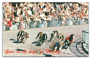 Goin' To Dogs In Florida Windhundrennen in Florida Postkarte - Bild 1 von 2