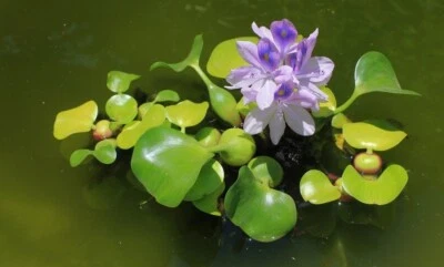 6 PLANTAS DE ESTANQUE DE JACINTO DE AGUA... (Algunos estados están prohibidos) Foto 1 de 3